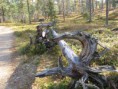 /album/kuvagalleria/img-5932-jpg/